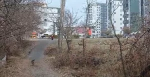 Sokak Köpeklerinin Saldırısından Son Anda Kurtuldu Malatya’da başıboş sokak köpeklerinin