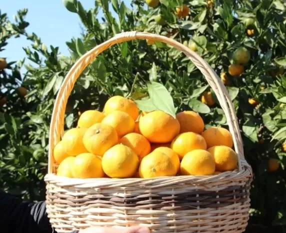 TÜİK, Tarım Ürünleri Üretici Fiyat Endeksi (Tarım-ÜFE) ile ilgili yılın