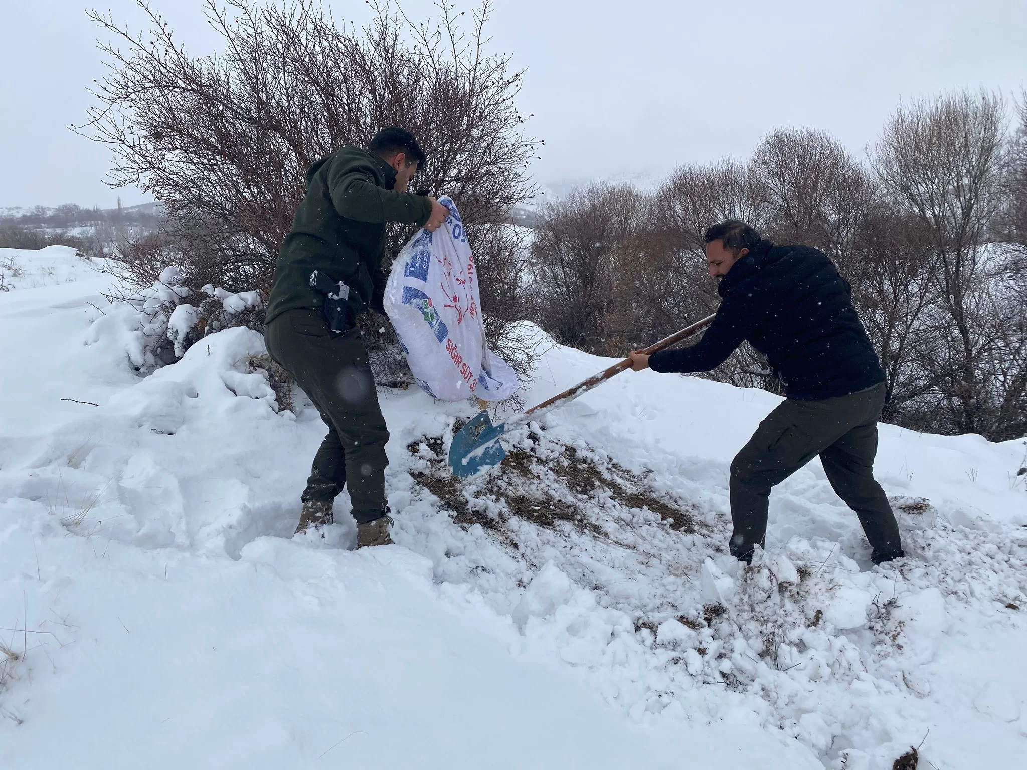 Malatya’da yaban hayvanları için yemleme çalışması Malatya’da etkili olan kar yağışı, yaban hayatını olumsuz yönde etkiledi.