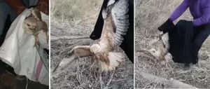 Ilıca’da doğan cinsi olan bayağı kerkenez, yaralı şekilde bulundu. Kerkenez,