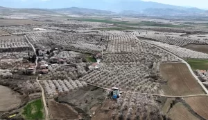 Türkiye’nin kayısı başkenti Malatya’da, baharın gelişiyle birlikte kayısı ağaçları çiçek