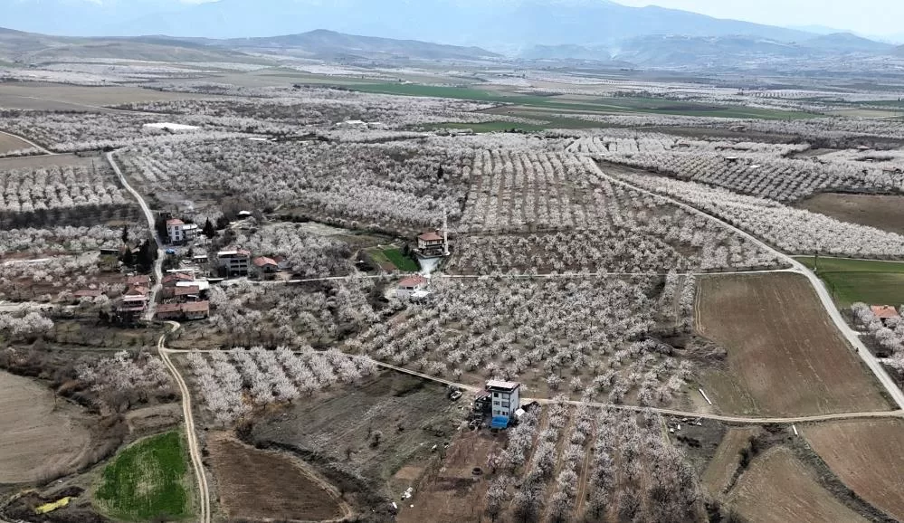 Malatya Beyaza Büründü Türkiye’nin kayısı başkenti Malatya’da, baharın gelişiyle birlikte kayısı ağaçları çiçek