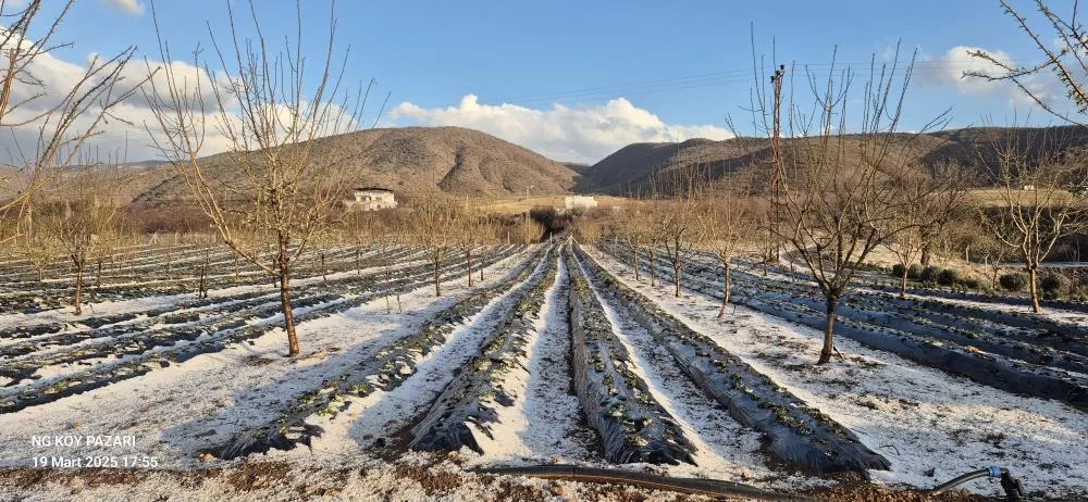 Malatya’nın Pütürge ilçesinde etkili olan dolu yağışı meyve bahçelerine zarar