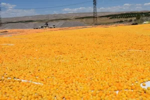 Dünya kuru kayısı üretiminin başkenti olan topraklardan sofralarımıza uzanan kayısı,