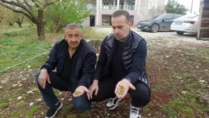 Malatya'da dün gece etkili olan dolu yağışı kayısı bahçelerine zarar