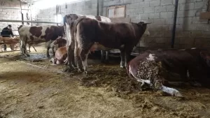 Malatya’nın Battalgazi ilçesinde akıma kapılan 4 büyükbaş hayvan telef oldu.