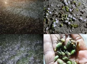 Malatya’nın Yazıhan ilçesinde aniden bastıran dolu yağışı, özellikle kayısı bahçelerinde