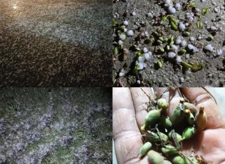 Malatya’nın Yazıhan ilçesinde aniden bastıran dolu yağışı, özellikle kayısı bahçelerinde