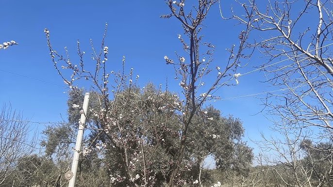 Zirai Donun Malatya’daki Etkileri ve Çiftçilerin Mücadelesi Malatya, dünyadaki kuru