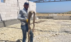 Malatya’nın Yazıhan ilçesinde yaklaşık 2 metre uzunluğunda dev bir engerek