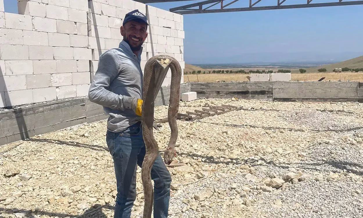 Malatya’nın Yazıhan ilçesinde yaklaşık 2 metre uzunluğunda dev bir engerek