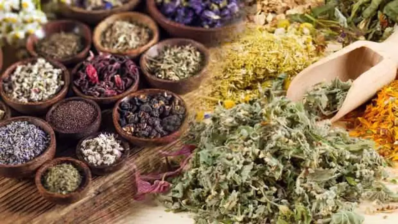 Şifalı Bitkiler Doğanın Eczanesi: Hangi Ot Neyin İlacı? Doğal tedavi