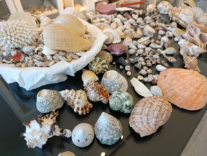 Malatyalı Genç Mühendis Baran Çetin, 10 Milyon Deniz Kabuğuyla Dünya