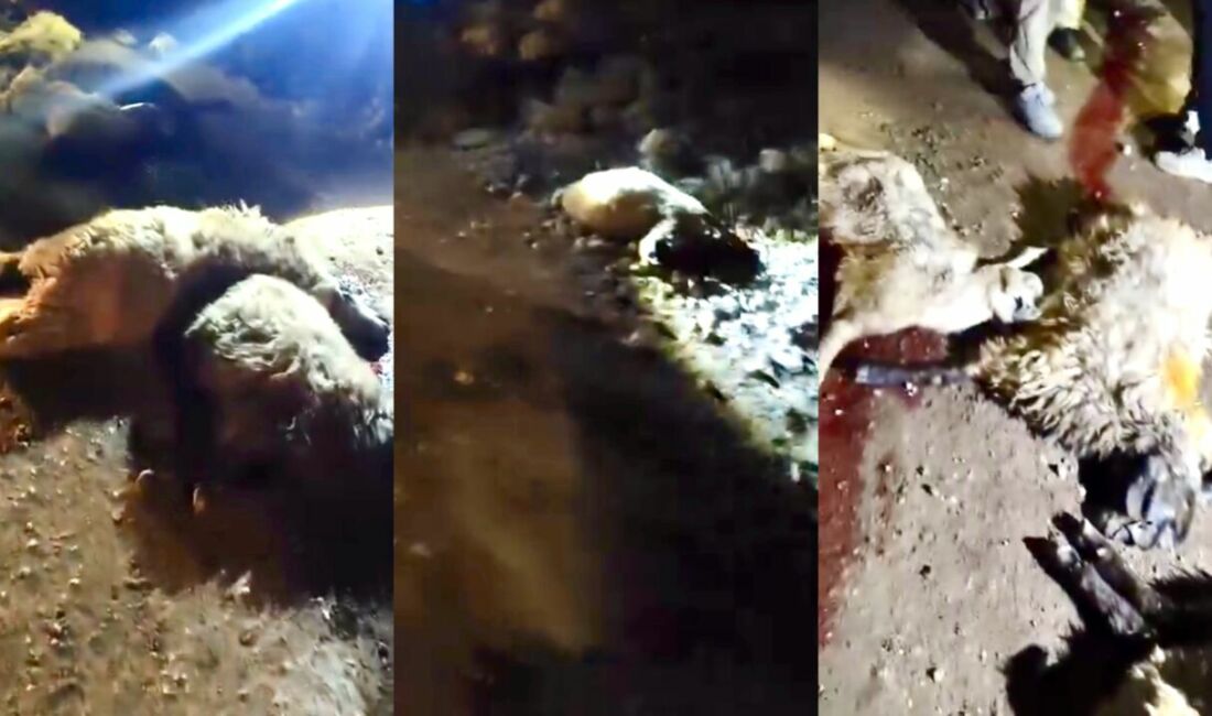 Malatya'nın Doğanşehir ilçesi Erkenek Mahallesi'nde meydana gelen feci kazada, bir