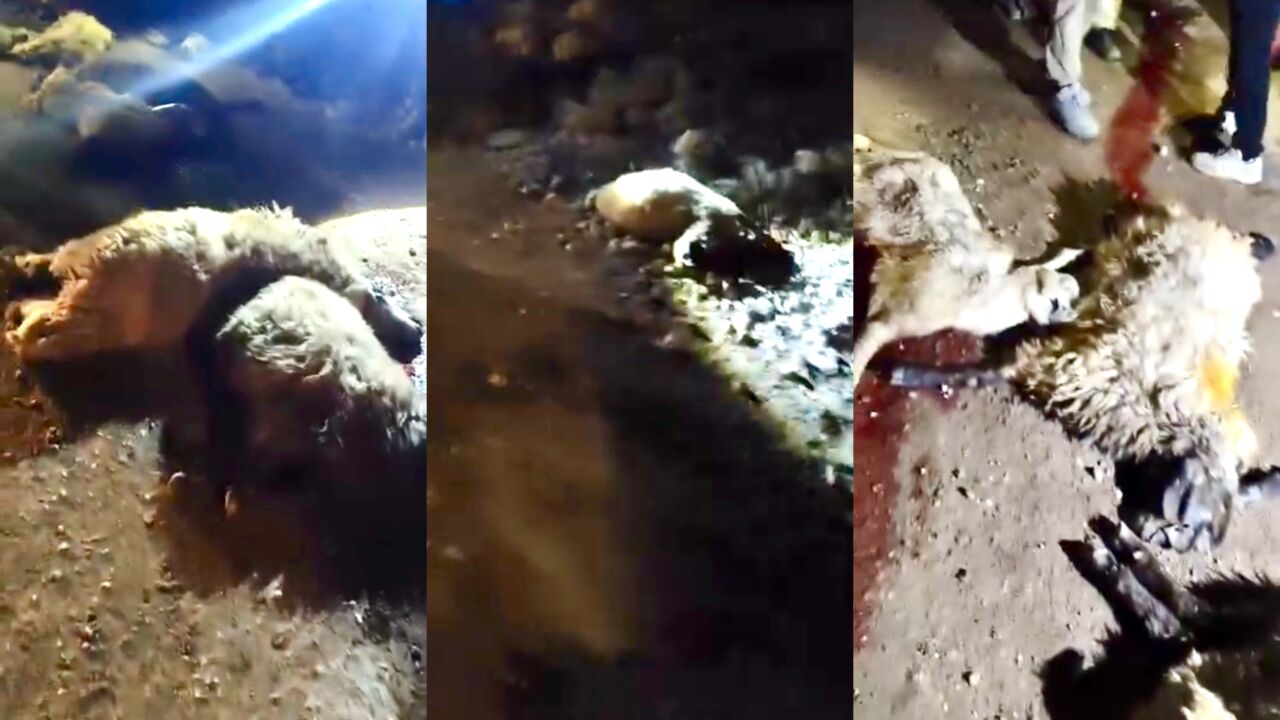 Malatya'nın Doğanşehir ilçesi Erkenek Mahallesi'nde meydana gelen feci kazada, bir