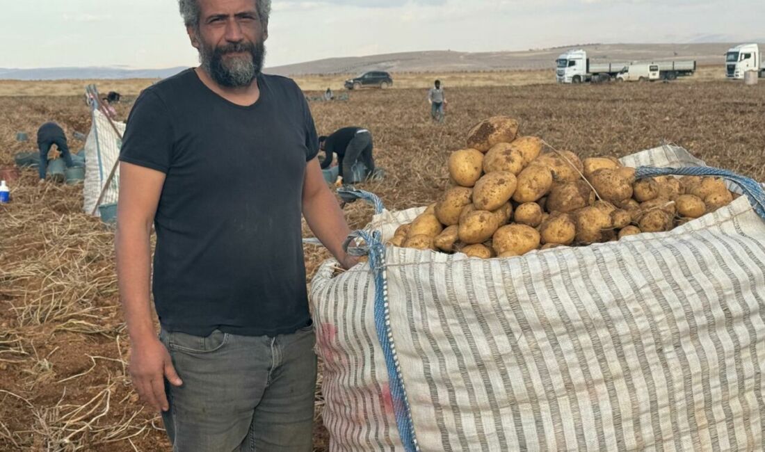 Türkiye’nin en kaliteli patatesi mikroklima mucizesi sayesinde Palanga’da yetişirken 3