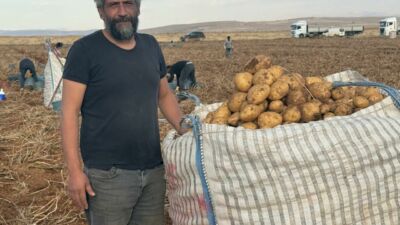 Türkiye’nin en kaliteli patatesi mikroklima mucizesi sayesinde Palanga’da yetişirken 3
