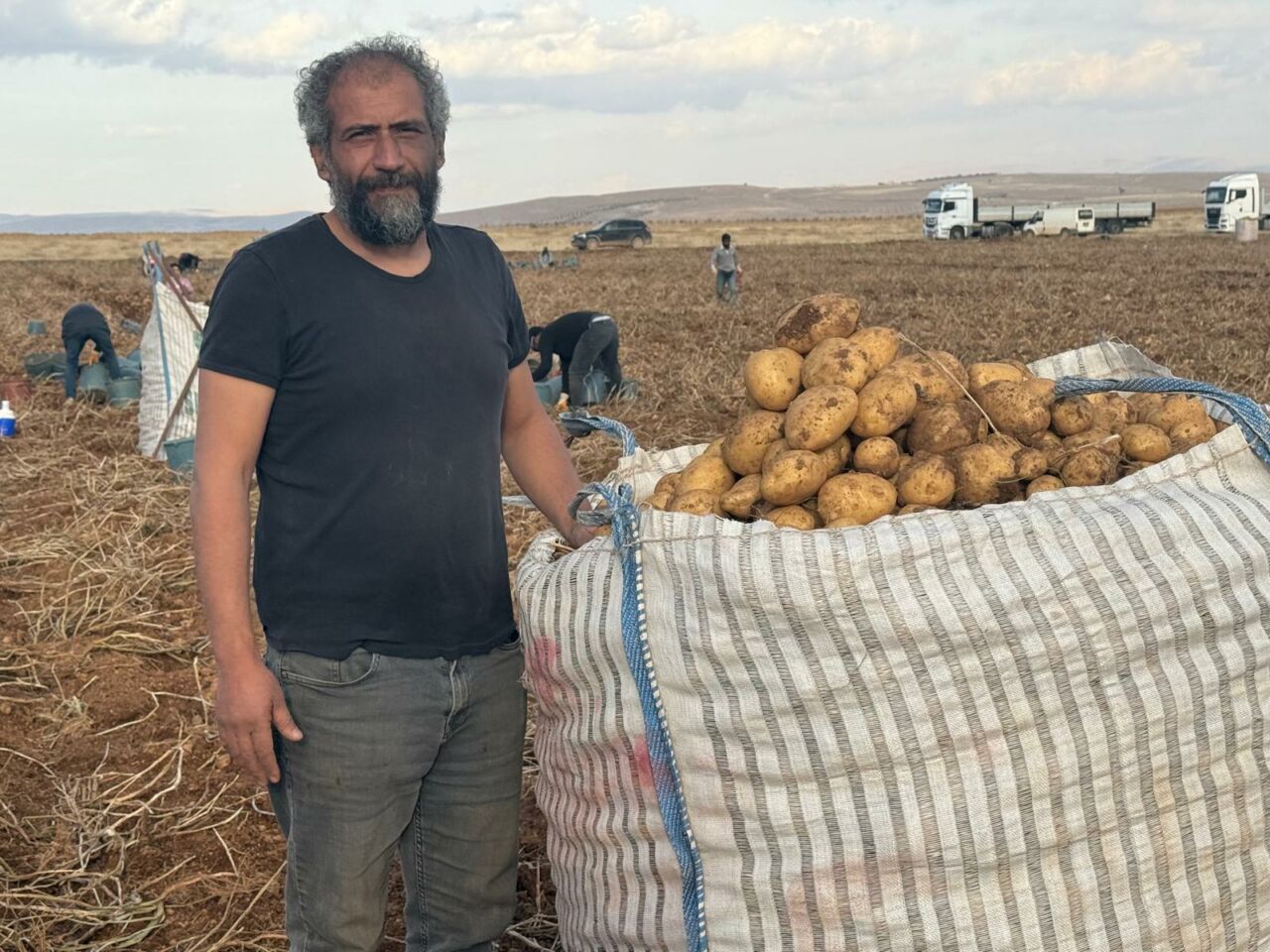 Türkiye’nin en kaliteli patatesi mikroklima mucizesi sayesinde Palanga’da yetişirken 3