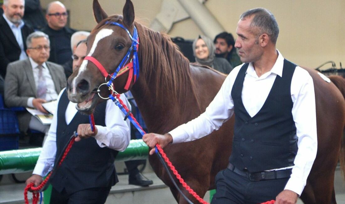 Malatya Sultan Suyu Tarım İşletmesi’nde yetiştirilen elit tay “Hızlı Yasin”,