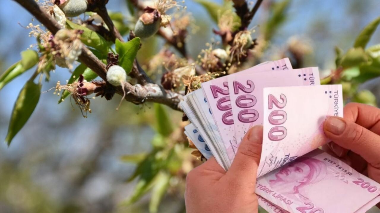 Geçtiğimiz Nisan ayındaki zirai donda büyük zarar gören Malatya kayısı