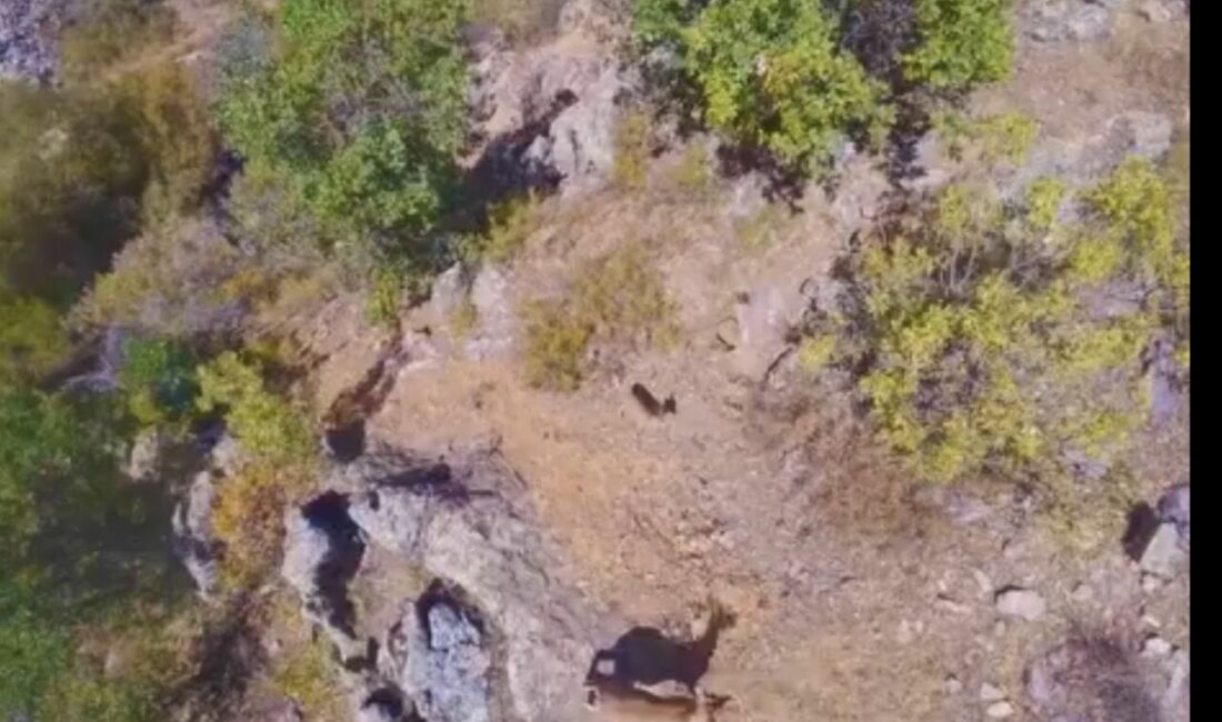Malatya'nın Doğanşehir ilçesinin dağlık kesimlerinde, doğanın nadir güzelliklerinden olan yaban