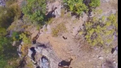 Malatya'nın Doğanşehir ilçesinin dağlık kesimlerinde, doğanın nadir güzelliklerinden olan yaban