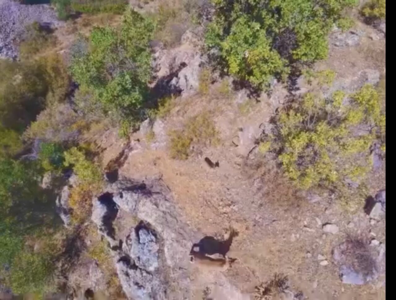 Malatya'nın Doğanşehir ilçesinin dağlık kesimlerinde, doğanın nadir güzelliklerinden olan yaban