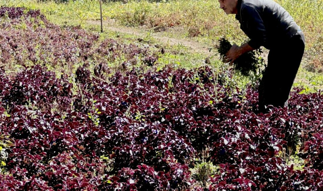 Malatya'nın Arapgir ilçesinde belediyenin alım garantisiyle desteklediği reyhan üretimi, şerbetten