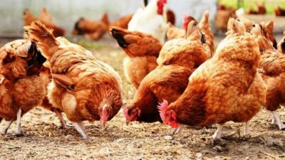Geçen yıl 20 milyonu aşkın kanatlı hayvanın itlafına yol açan