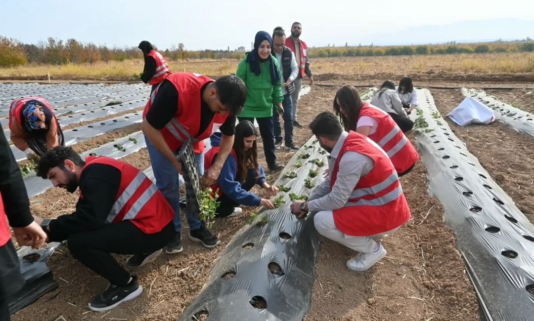Malatya’da 30 üreticiye verilen modern çilek yetiştiriciliği eğitimi sonunda başarılı