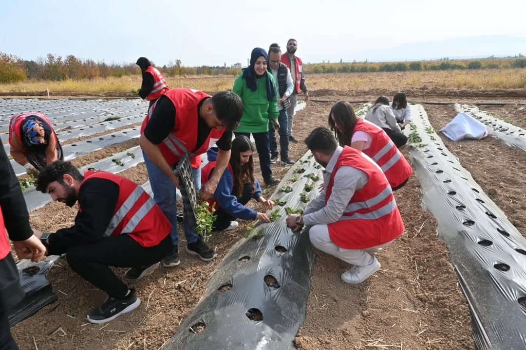 Malatya’da 30 üreticiye verilen modern çilek yetiştiriciliği eğitimi sonunda başarılı