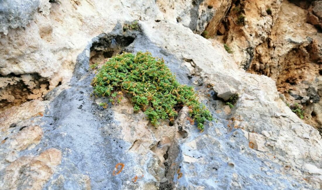 Malatya ve çevresinde doğal olarak yetişen endemik Hypericummalatyanum bitkisi üzerine yürütülen bilimsel