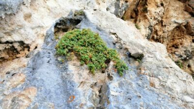 Malatya ve çevresinde doğal olarak yetişen endemik Hypericummalatyanum bitkisi üzerine yürütülen bilimsel