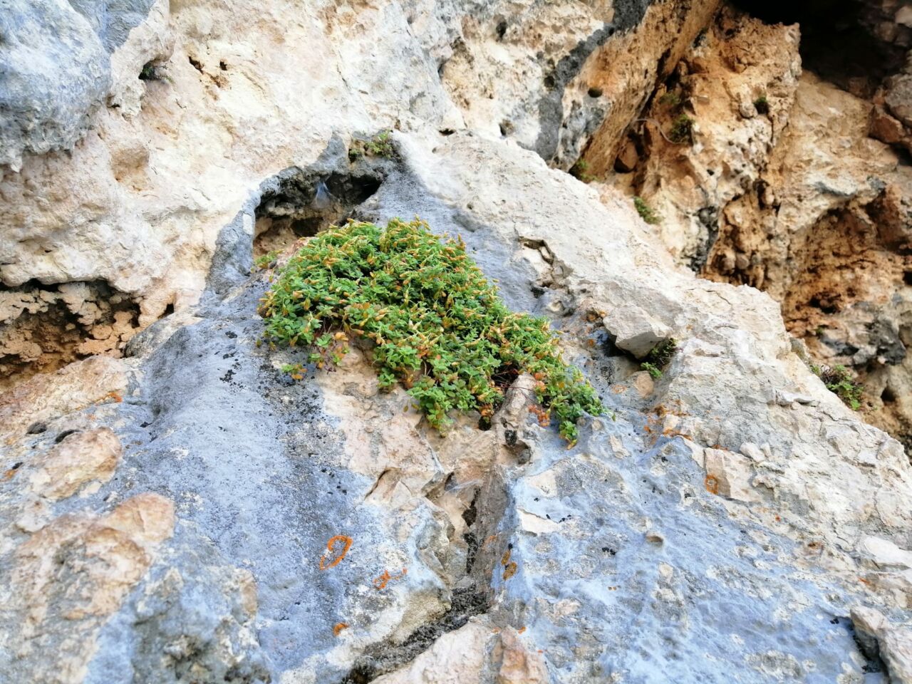 Malatya ve çevresinde doğal olarak yetişen endemik Hypericummalatyanum bitkisi üzerine yürütülen bilimsel