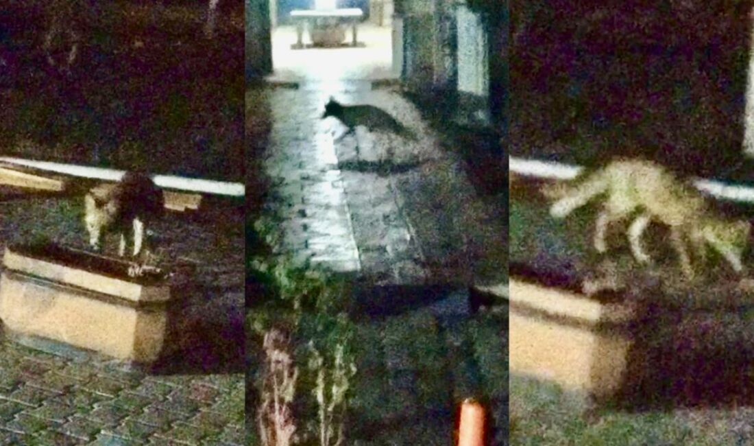 Malatya'nın Battalgazi ilçesinde, doğal ortamında yiyecek bulmakta zorlanan bir tilki,