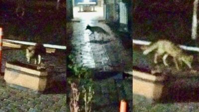 Malatya'nın Battalgazi ilçesinde, doğal ortamında yiyecek bulmakta zorlanan bir tilki,