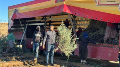 Mardin’de yetiştirilen ve kuraklığa dayanıklılığıyla bilinen tuz çalısı fidanları, meraların