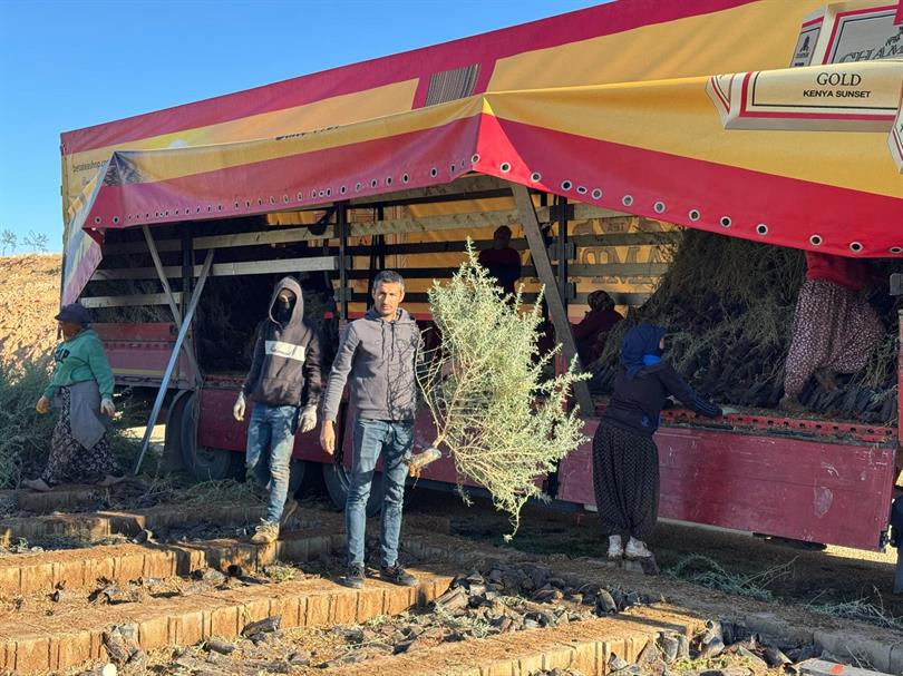 Mardin’de yetiştirilen ve kuraklığa dayanıklılığıyla bilinen tuz çalısı fidanları, meraların