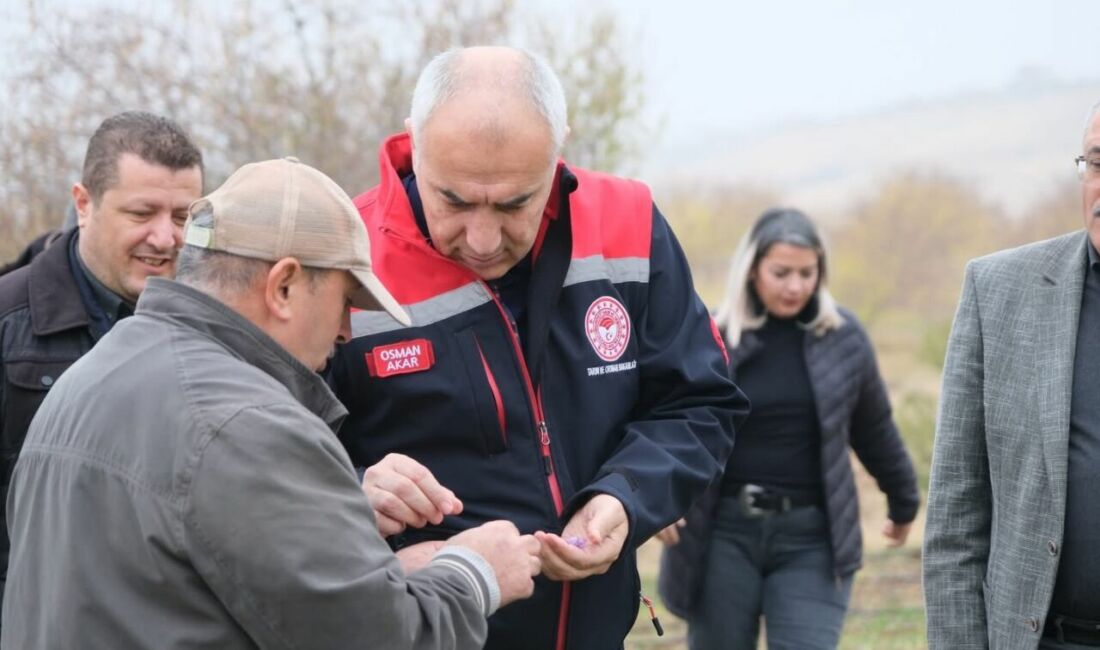 Malatya'nın Battalgazi ilçesi Yarımcahan Mahallesi'nde üretilen safrandan dekarda 900 grama