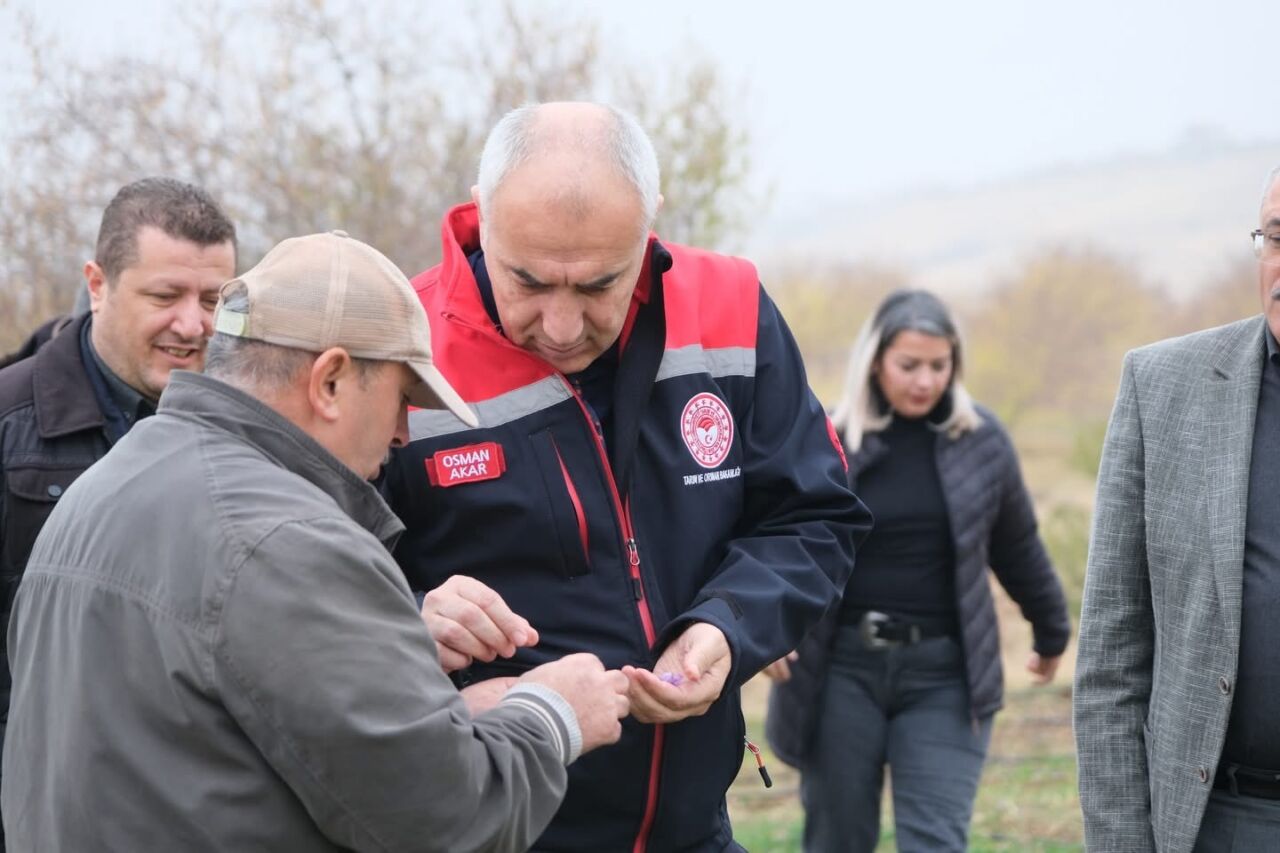 Malatya'nın Battalgazi ilçesi Yarımcahan Mahallesi'nde üretilen safrandan dekarda 900 grama