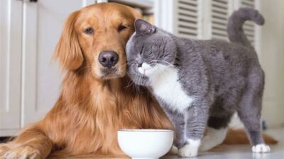 Kedi, köpek ve gelincik sahiplerinin hayvanlarını kimliklendirerek PETVET sistemine kaydettirmesi