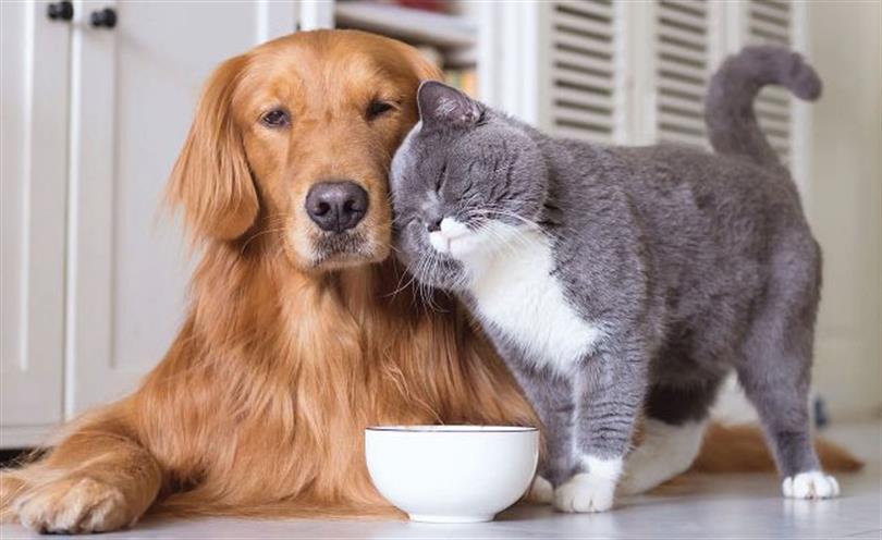 Kedi, köpek ve gelincik sahiplerinin hayvanlarını kimliklendirerek PETVET sistemine kaydettirmesi