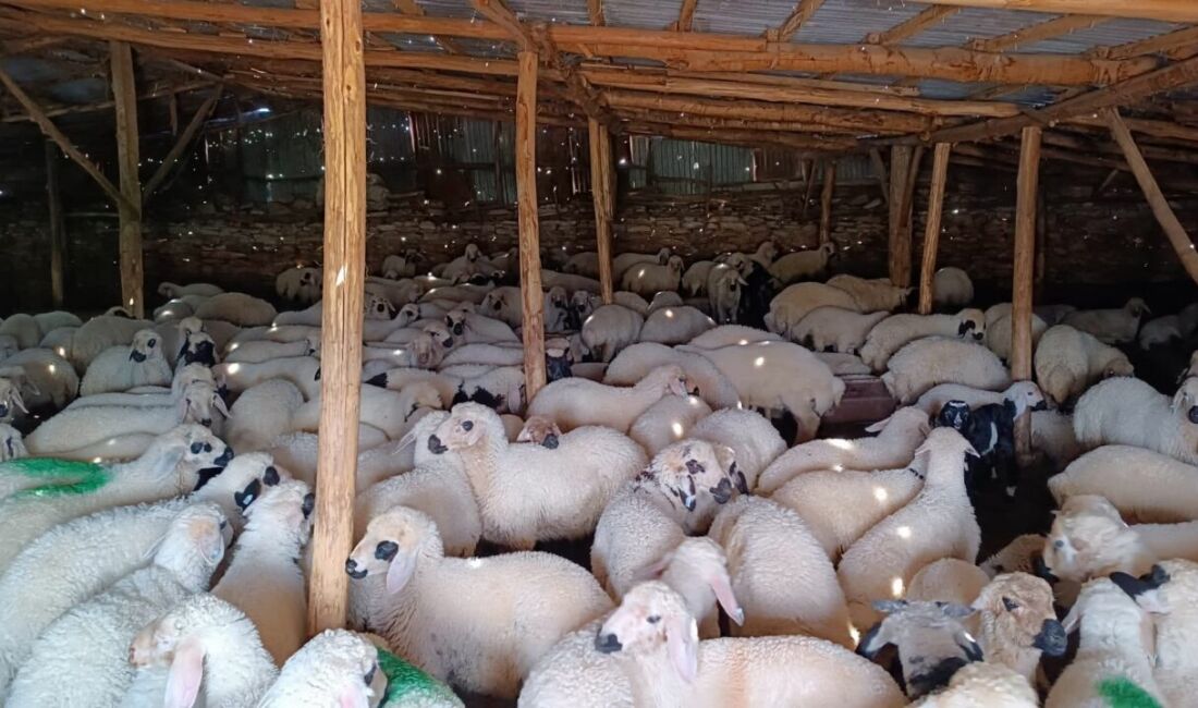 Tarım ve Orman Bakanlığı, yerli hayvan gen kaynaklarını korumak ve