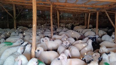 Tarım ve Orman Bakanlığı, yerli hayvan gen kaynaklarını korumak ve