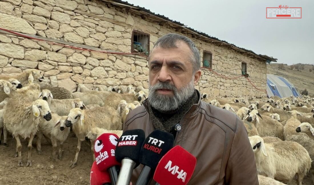 Malatya genelinde kuzu doğumlarının başlamasıyla birlikte küçükbaş yetiştiricileri yoğun bir