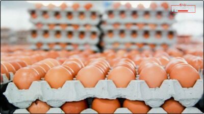 Tarım ve Orman Bakanlığı, küçük miktardaki yumurtaların doğrudan satışına ilişkin