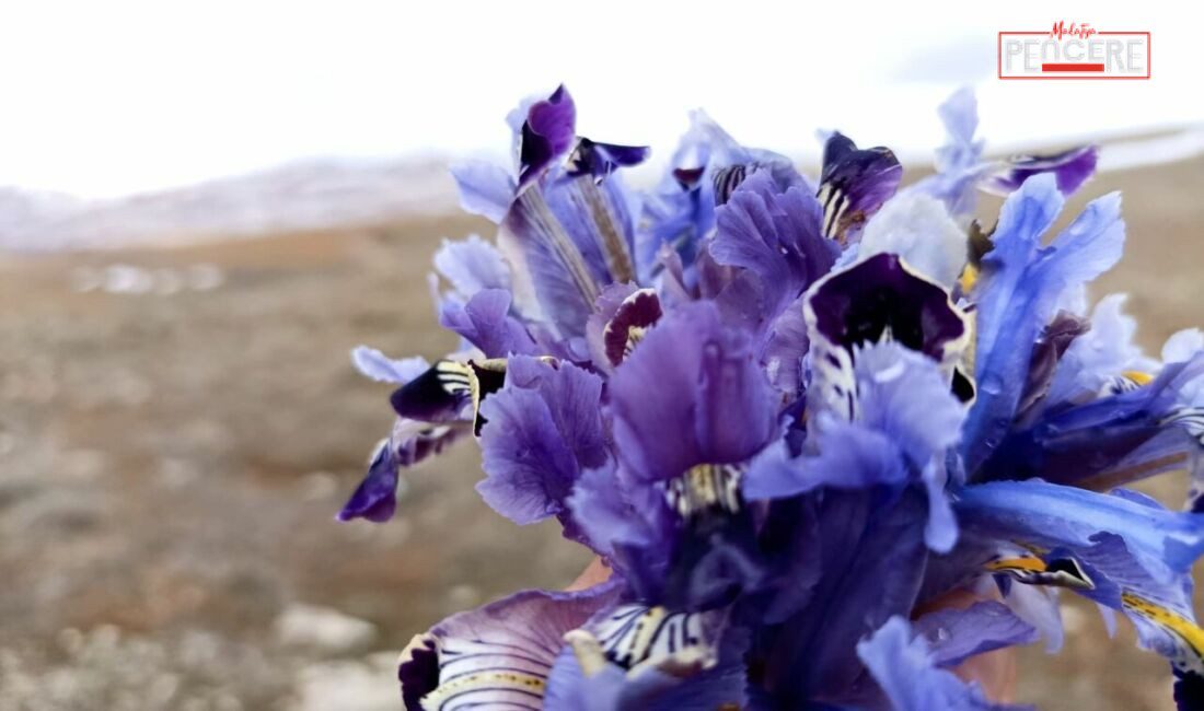 Malatya’nın Darende ilçesinde, soğuk hava ve kar yağışına rağmen nevruz