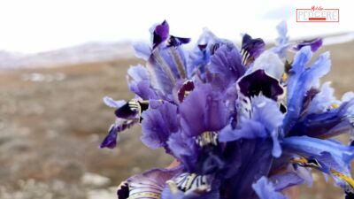 Malatya’nın Darende ilçesinde, soğuk hava ve kar yağışına rağmen nevruz