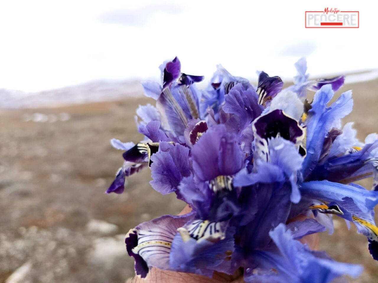 Malatya’nın Darende ilçesinde, soğuk hava ve kar yağışına rağmen nevruz