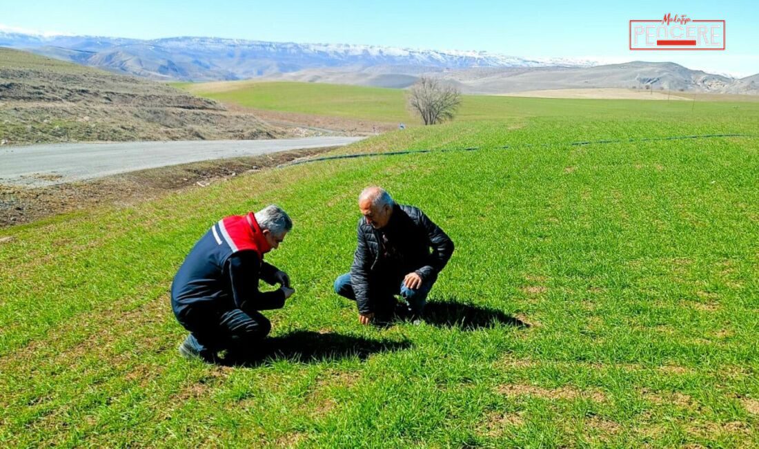 Malatya İl Tarım ve Orman Müdürlüğü ekipleri, buğday üretiminde verim